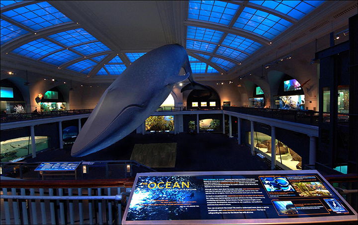 The New York Natural History Museum - one of the best places to visit when in New York.